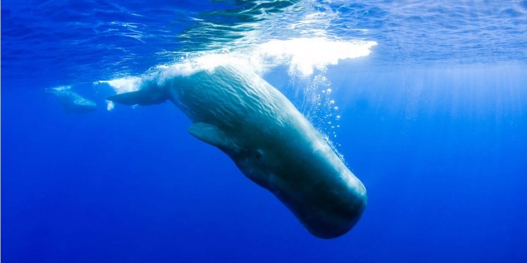 sperm-whale-douglas-hoffman-sg-2-1024x512